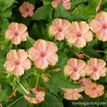 ★peachさま限定★CLANE  FLOWER JACQUARD TOPS 20th Avenue Softer Peach – The Farmhouse Flower Farm